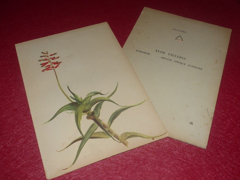 Botanical Rock Plants & Cactus Print â Lithograph â Aloe Ciliaris A. Davids 1948