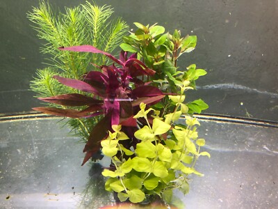 25 Aquariumpflanzen Wasserpflanzen Aquarium Pflanze Pflanzen Mix (€0,60/Stk)