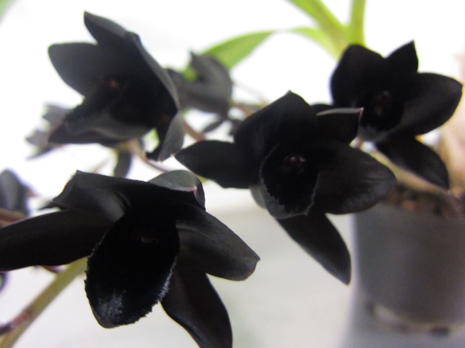 Fredclarkeara after Dark 'SVO Black Pearl' FCC/aos