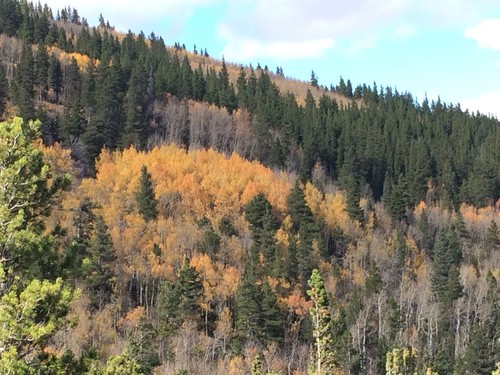 The Golden Leaf Mine (Colorado Placer Mine Claim)