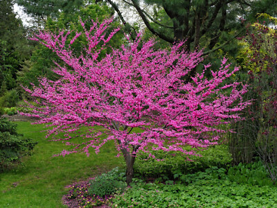 Western Red Bud Seed