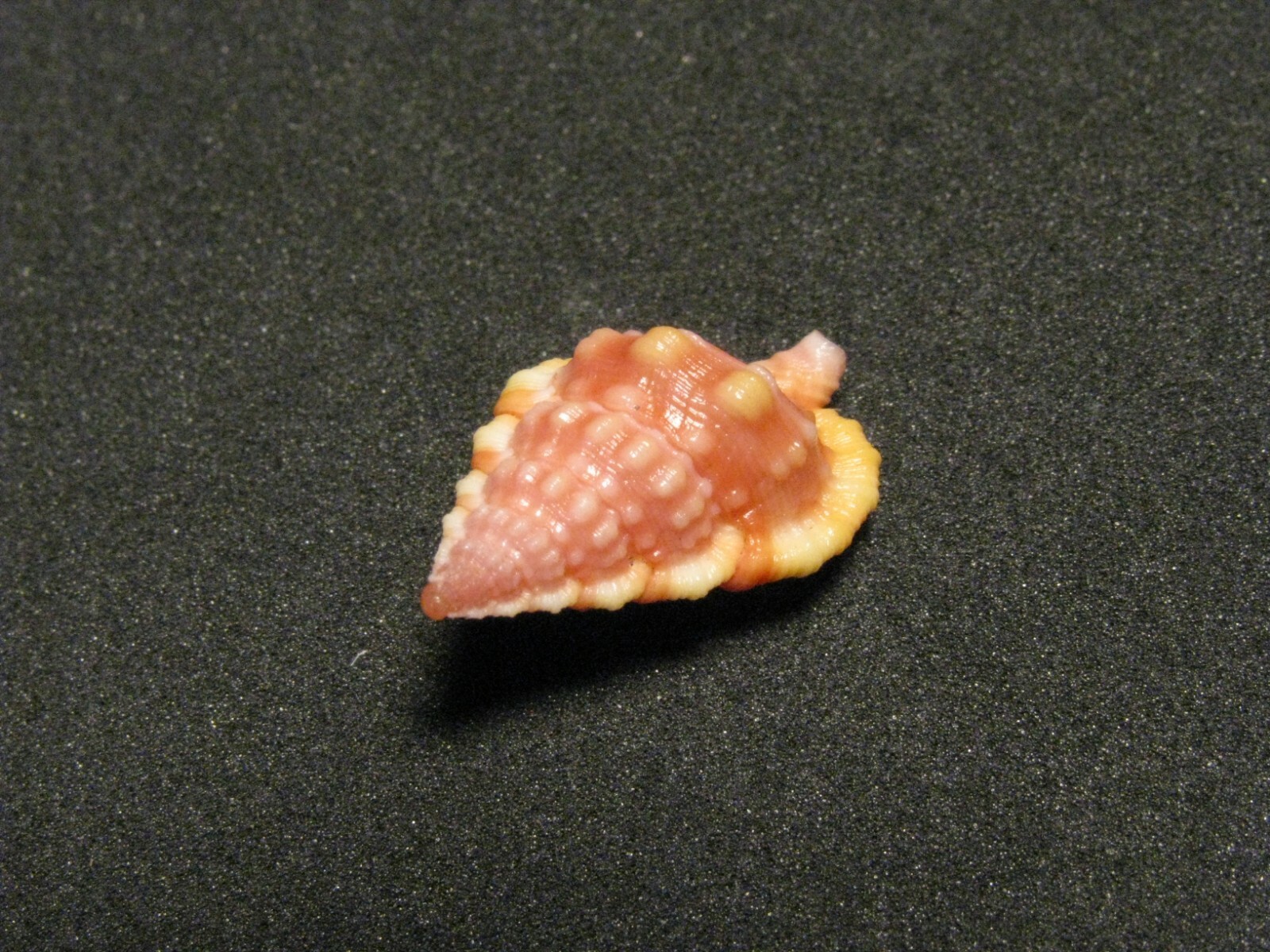 Gyrineum roseum (Reeve, L.A., 1844) 