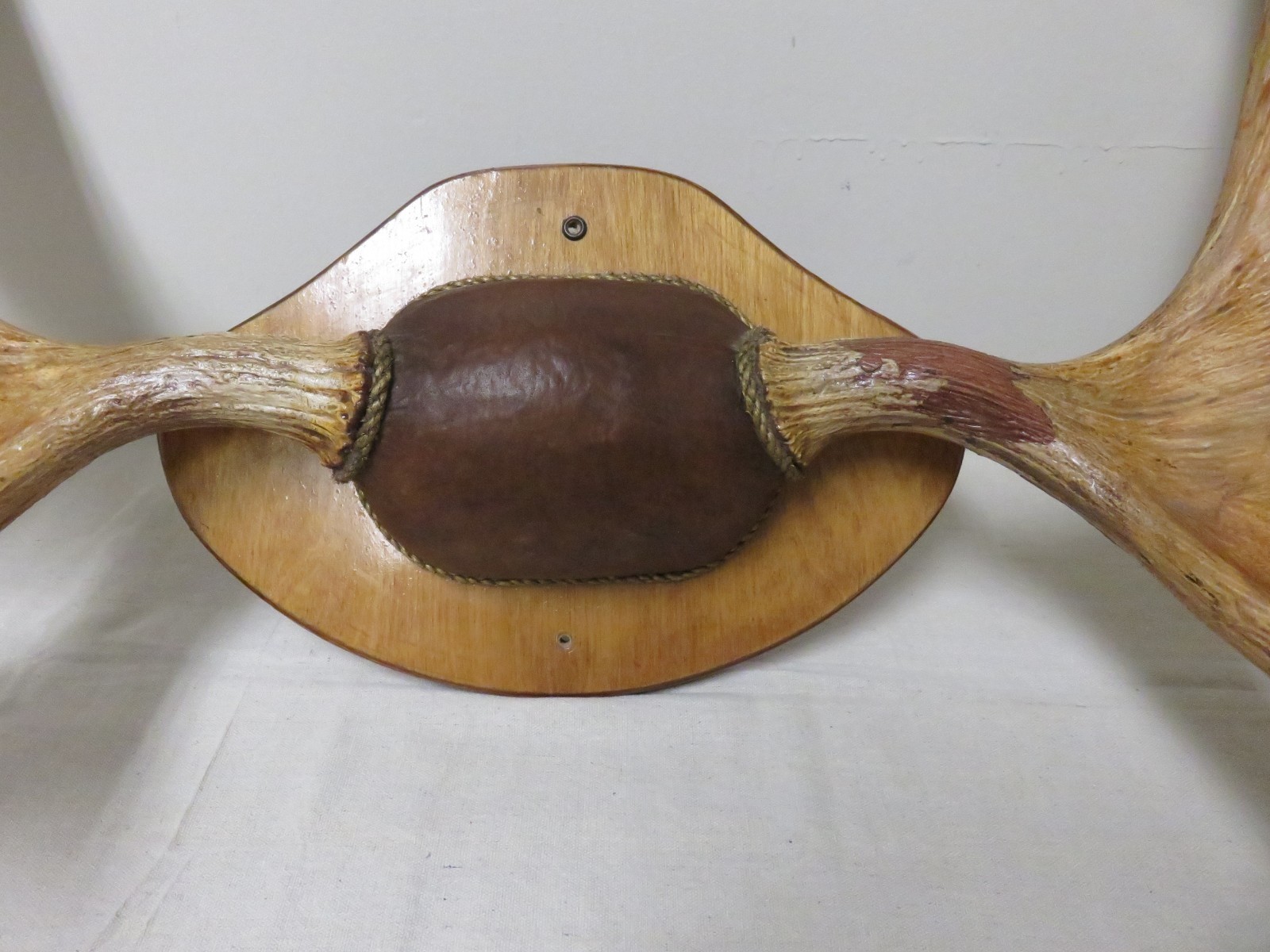 Moose Antlers on custom plaque/display. Great Trophy mounted item!