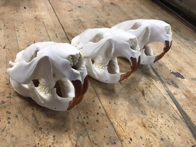 ONE Highest Museum Quality XL Beaver Skulls A++ Grade!!! Taxidermy Gothic Bones