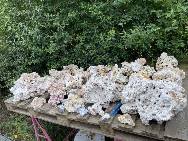 Versteinerte Korallen Aus Meerwasseraquarium - Lebendgestein Preis Pro Kg