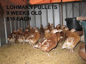 The Cluck House Backyard Chicken Coops