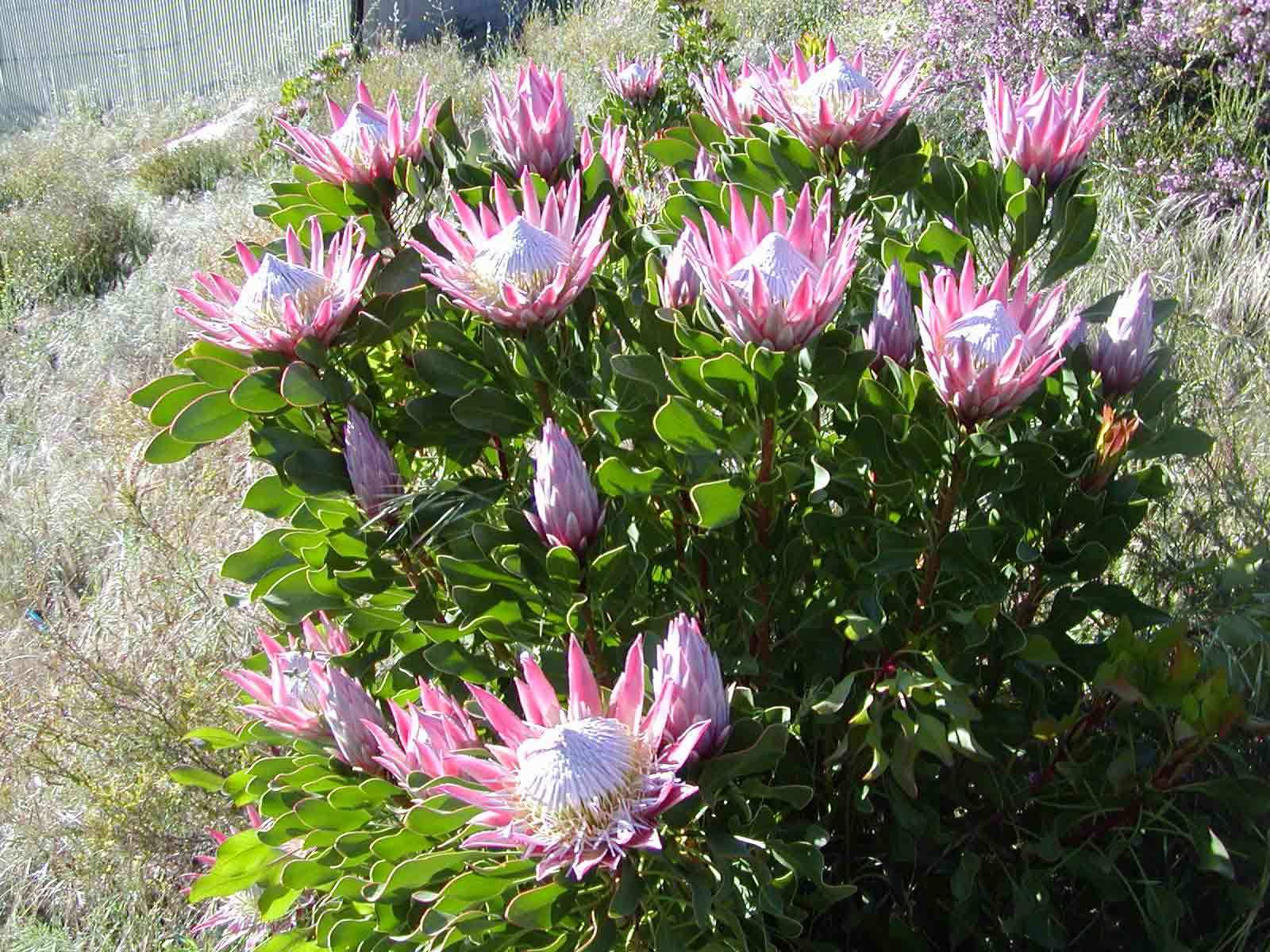 King Protea Plant