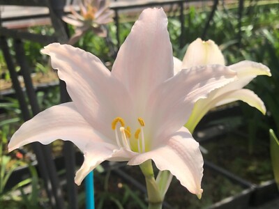 Original Hippeastrum cv. 'Shinju Kochou'  1bulb