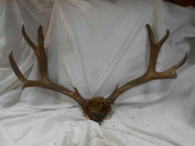 31 1/8'' wide 6x5 TROPHY MULE DEER RACK antlers whitetail sheds taxidermy mount