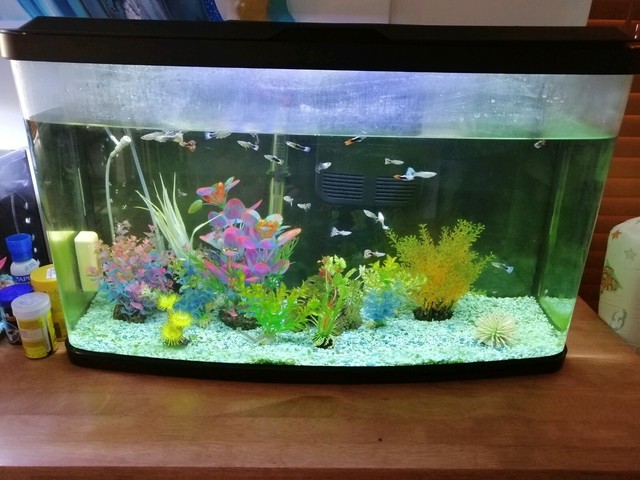 Fluval 87 litre fish tank Fish Gumtree Australia