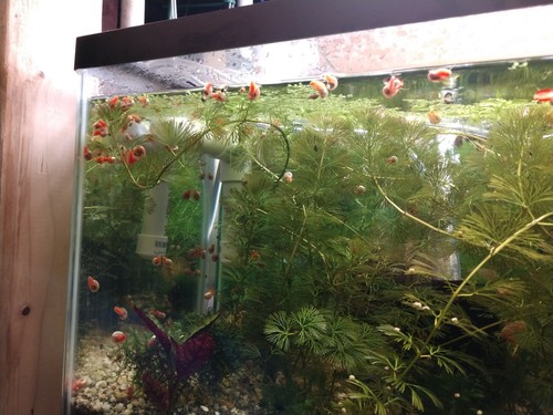 20 Pink ramshorn snail ??