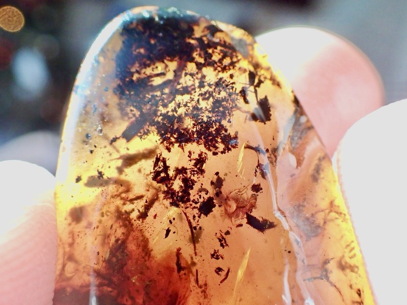 99MYO BIG BUG IN FECES Burmite Amber Fossil Insect Bugs