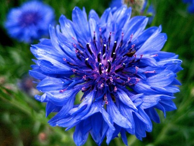 dwarf blue cornflower 200 seeds beautiful bright blue flowers