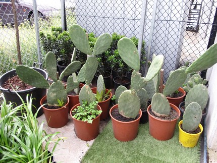 Sicilian Prickly Pear Cactus For Sale