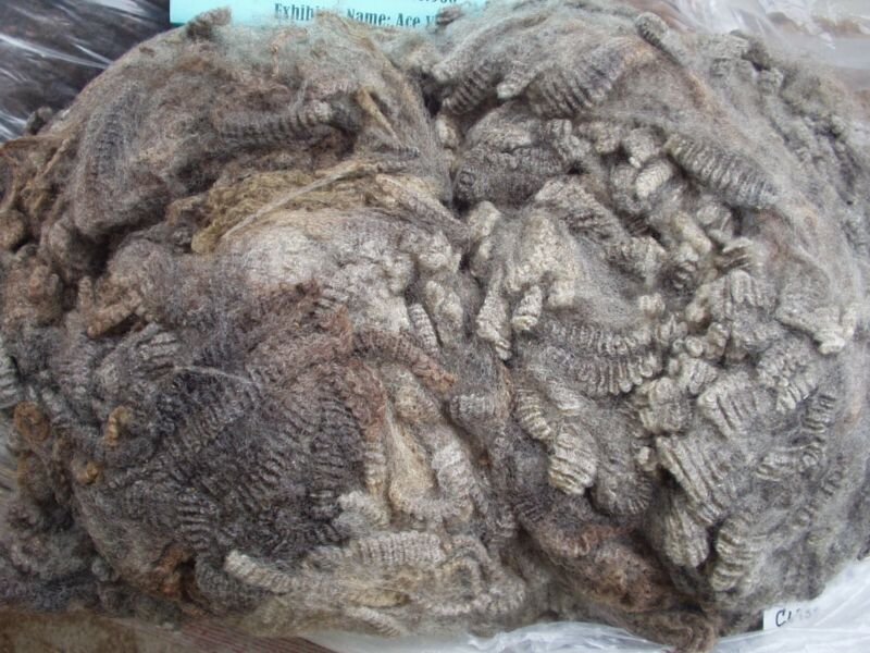 Raw Grey Romney Wool Fleece one pound #960 for roving, carding, spinning