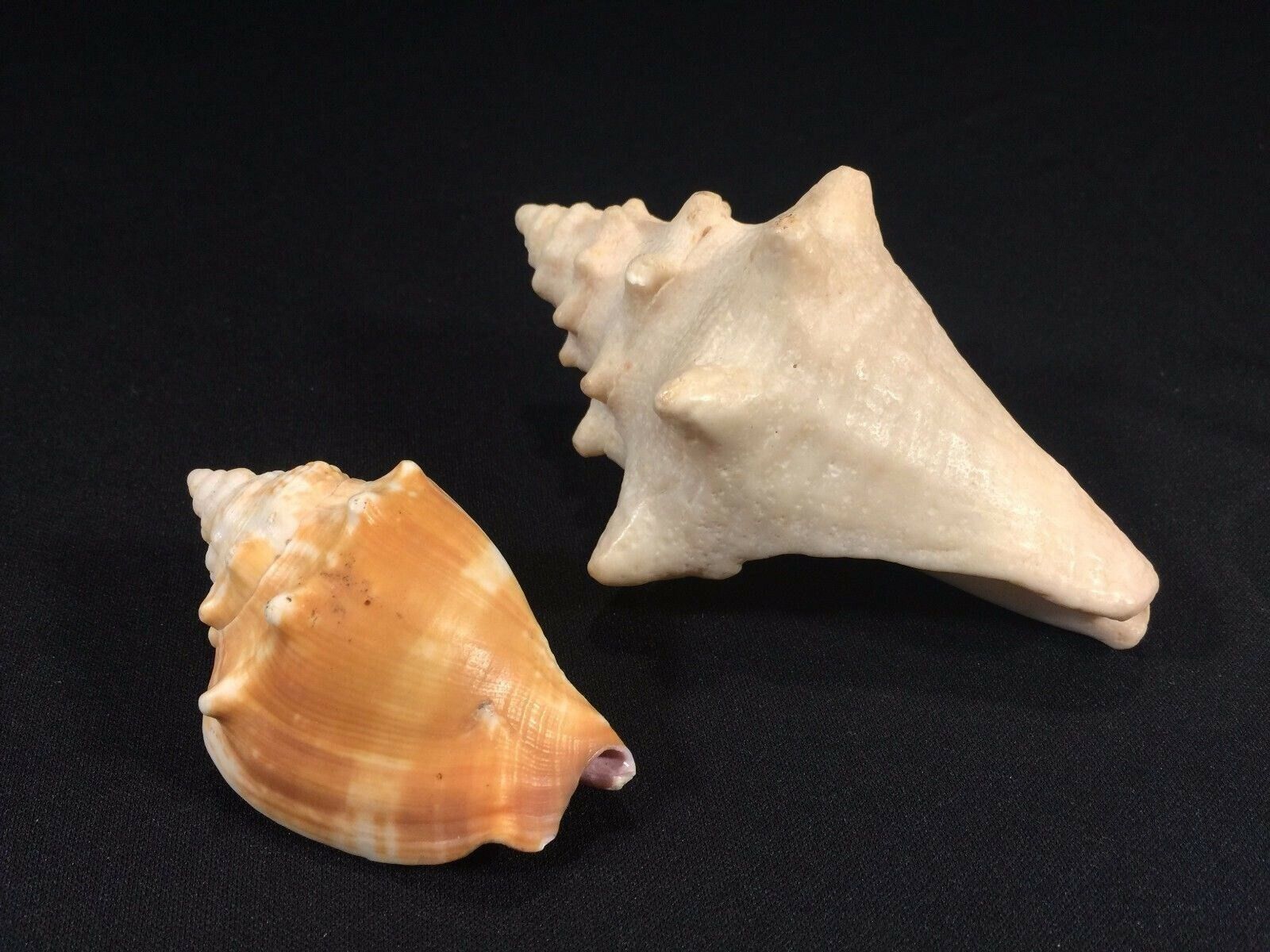 (2) Conch Type Shells Approximately 5