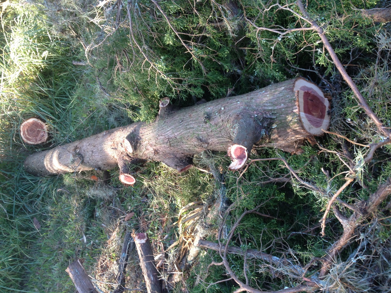 Eastern Red Cedar Log over 13' long