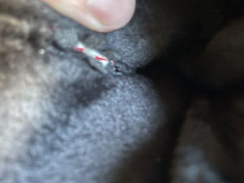 Item photo(s) from verified buyer