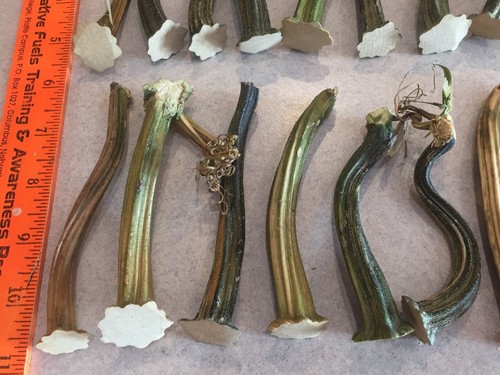 25 Long Thin Natural Dried Pumpkin Stems - Crafts, Velvet 4