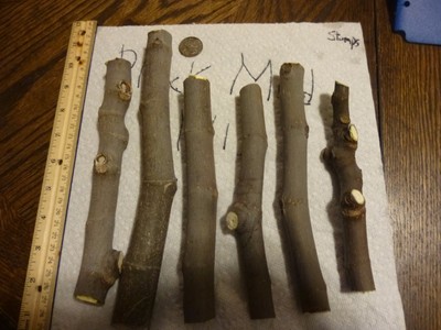 Black Madeira fig tree cuttings *trunks*, cut 1/13 