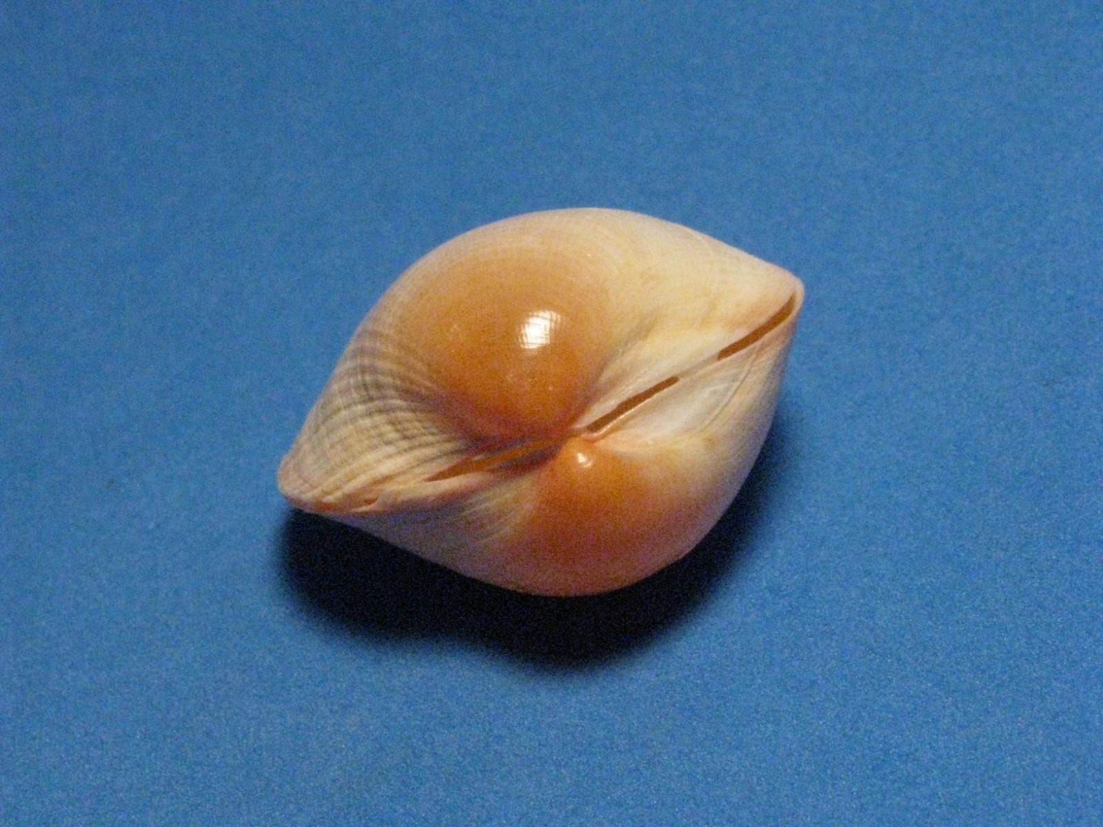 Fulvia subquadrata (Vidal & Kirkendale, 2007) 