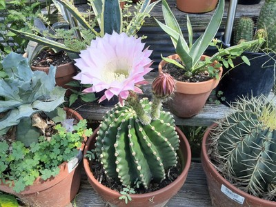 Agave Parryi Truncata 'Orizaba' - アガベ パリー トランカタ Agave Parryi Truncata 'Orizaba' - アガベ パリー トランカタ