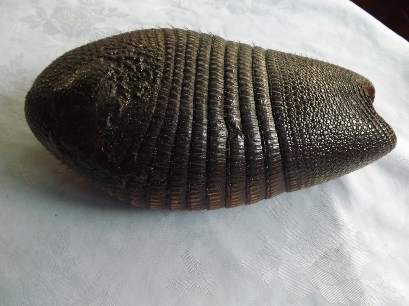 AUTHENTIC ARMADILLO SHELL (  Dasypus novemcinctus )