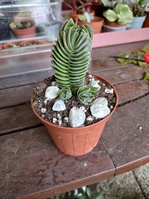 Fotos del artículo de un comprador verificado