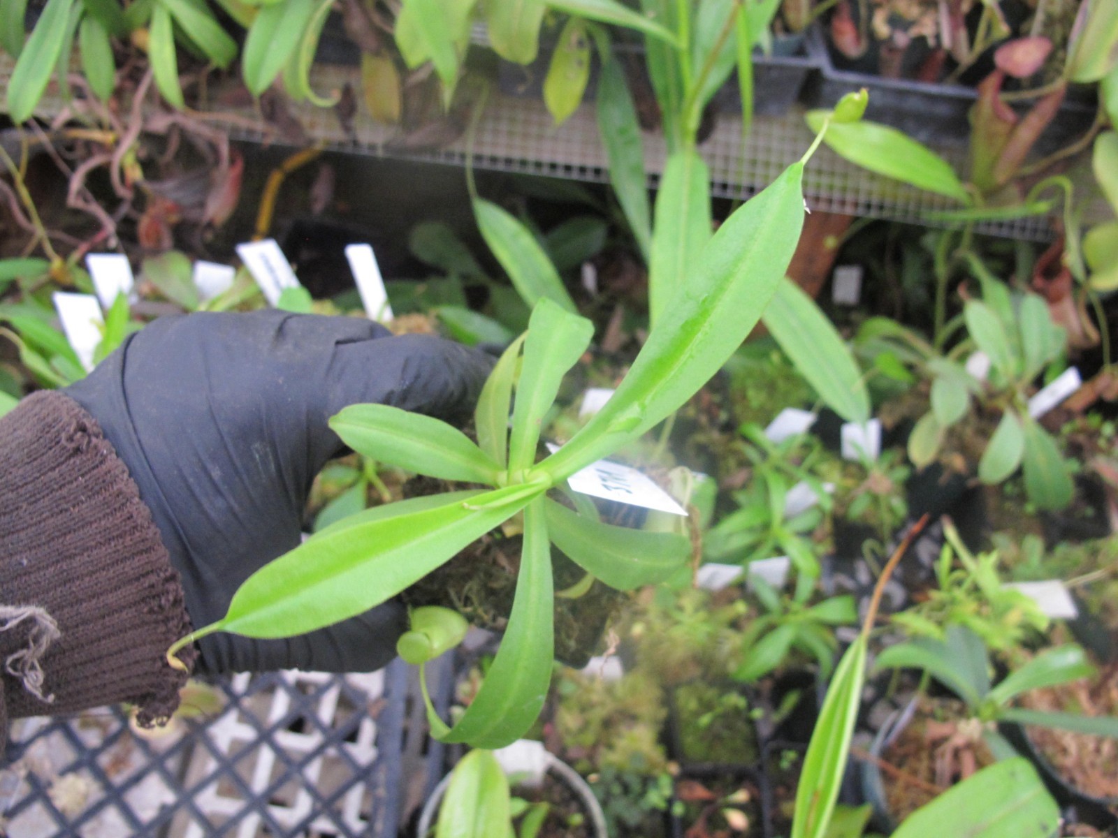 Carnivorous Nepenthes Hybrid Spectabilis x Talangensis BE-3769 Scarce W51