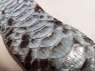 Python Snake Skin Strip (Floridian invasive species)  PS-651