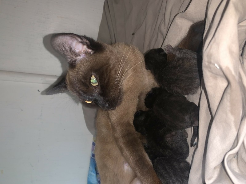 gumtree burmese kittens