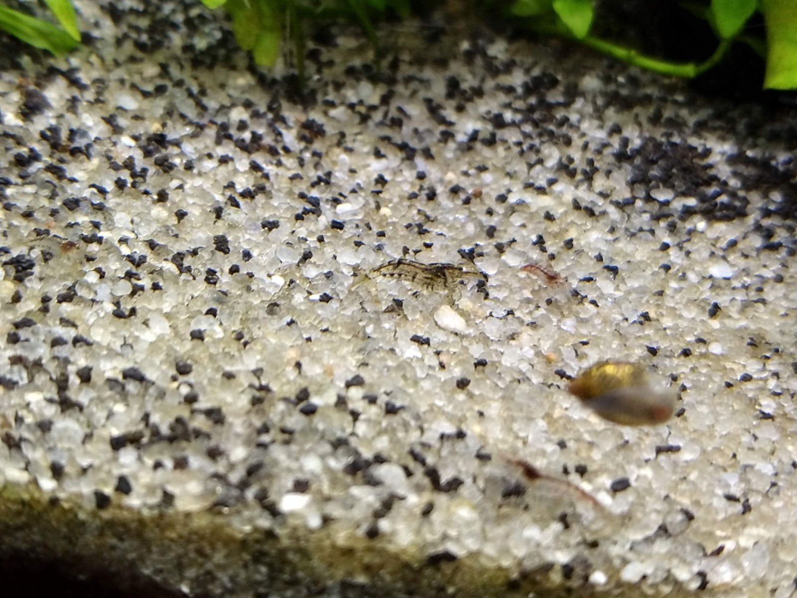Freshwater Cherry shrimp, Amano Shrimp, and Hybrid Shrimp - VARIETY BUNDLE OF 5