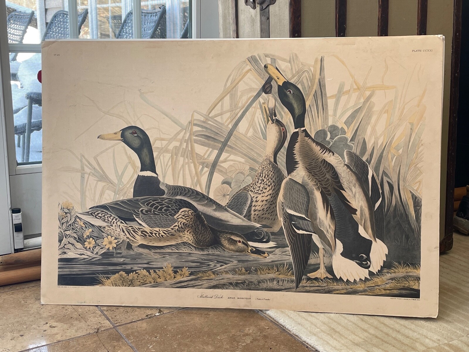 1836 Audubon Print - Mallard Duck - Havell No.45 Plate CCXXI