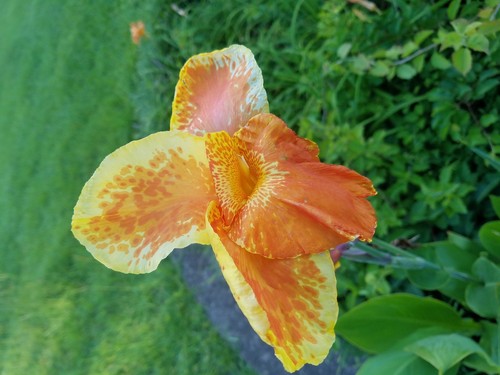 RARE CANNA LILY BAVARIA EXOTIC GORGEOUS FULL BLOOMS 2 LARGE BULBS