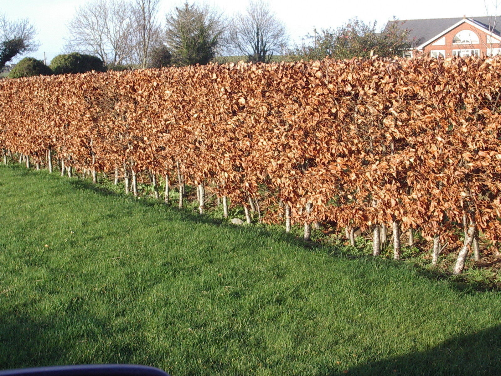 25 Green Beech Hedging Plants 34ft Fagus Sylvatica Trees,Copper Winter