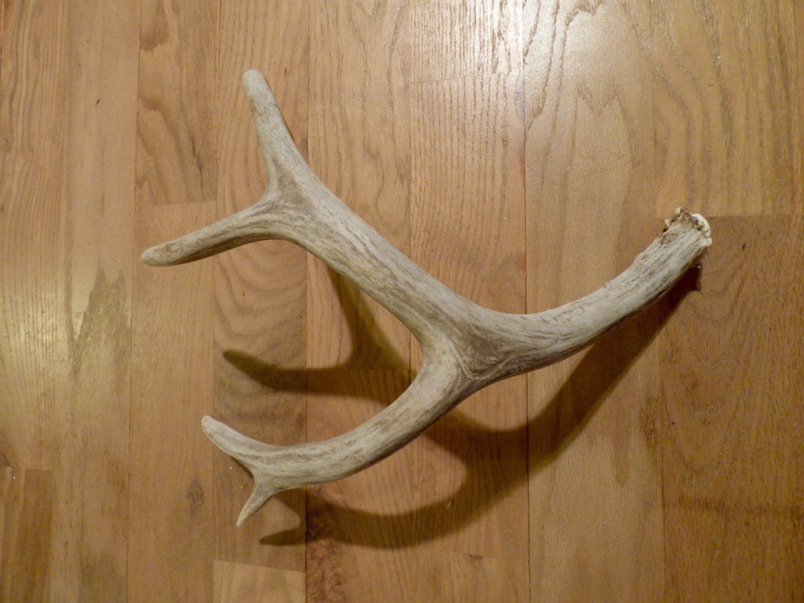 Mule deer shed antler horn whitetail knife decor 4 point chew