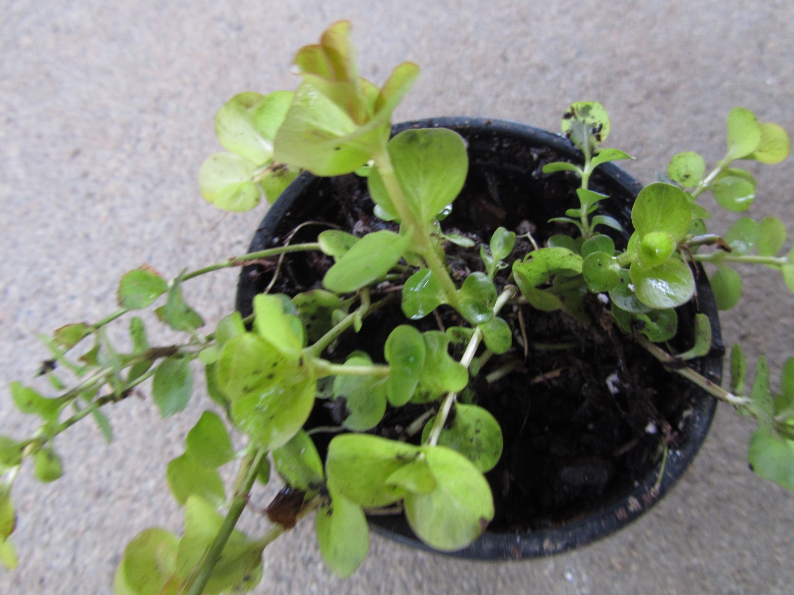 LYSIMACHIA  AUREA 2 Plants  Garden Patio Creeping Jenny,Golden Moneyworth