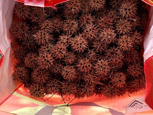 100 Sweet Gum Sweetgum Tree Balls Seed Pods DIY Arts Crafts Hand picked w/ stems