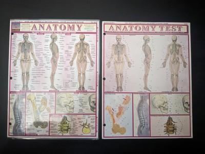 Quick Study Bar Charts Anatomy Study Guide AND Anatomy Test Pamphlet Med/Health
