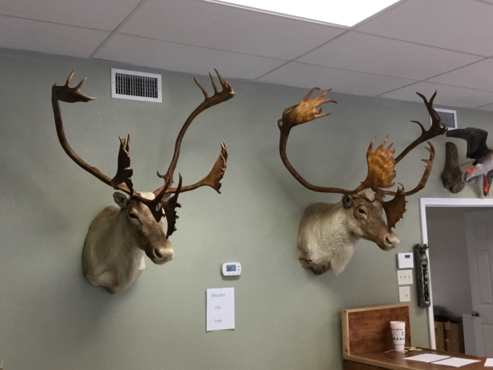 2 Enormous!!!! Barren Ground Caribou Taxidermy Shoulder Mounts For Sale