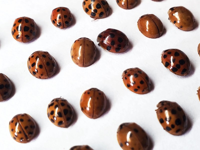 REAL Ladybugs! Dried Dead Ladybird Beetle Insects Pack of 10