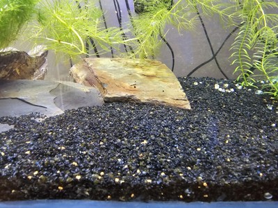 Aquarium Sand Substrate Black Color Medium Grit 12lbs