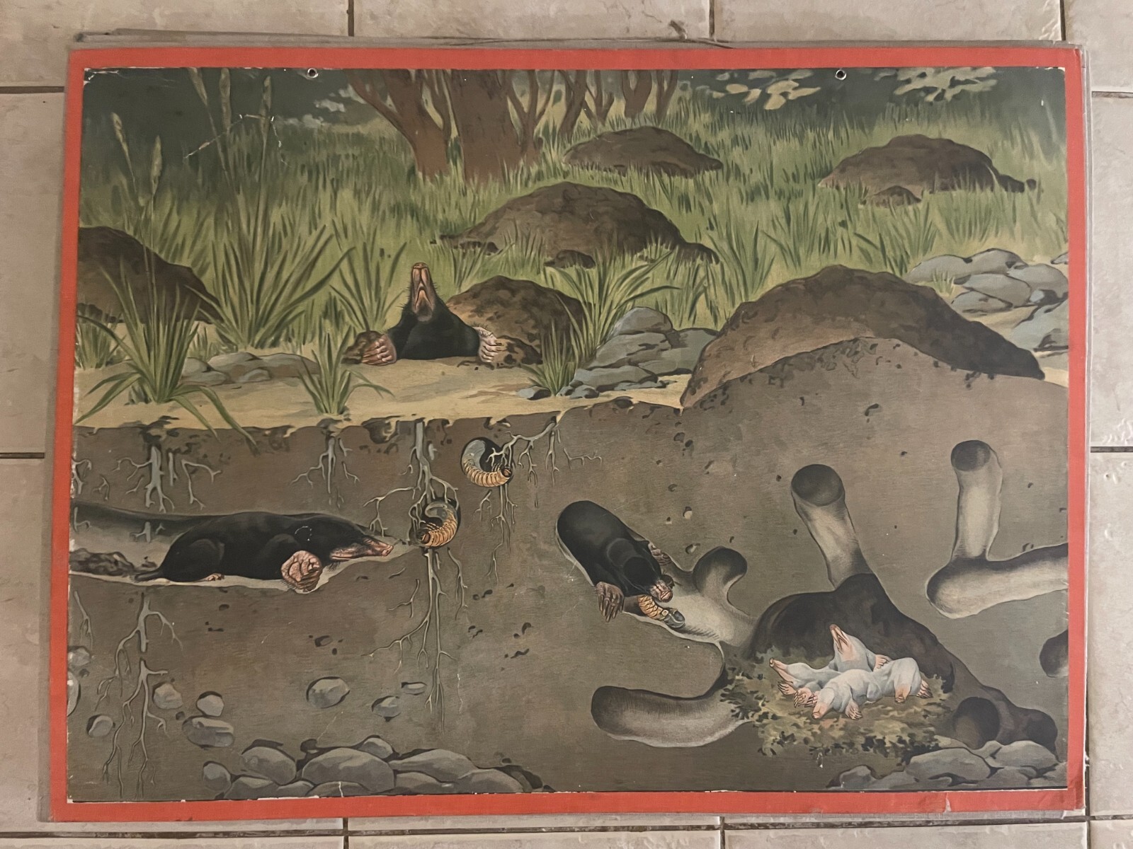 Original vintage zoological hard  school chart of  Mole