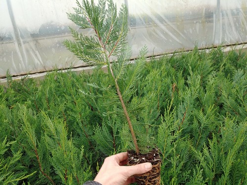 1 Leyland Cypress Tree Starter Tree Quart container 2ft Tall Live Plant Living