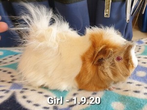 Guinea Pigs, Female/Male, Young and Healthy | Other Pets | Gumtree