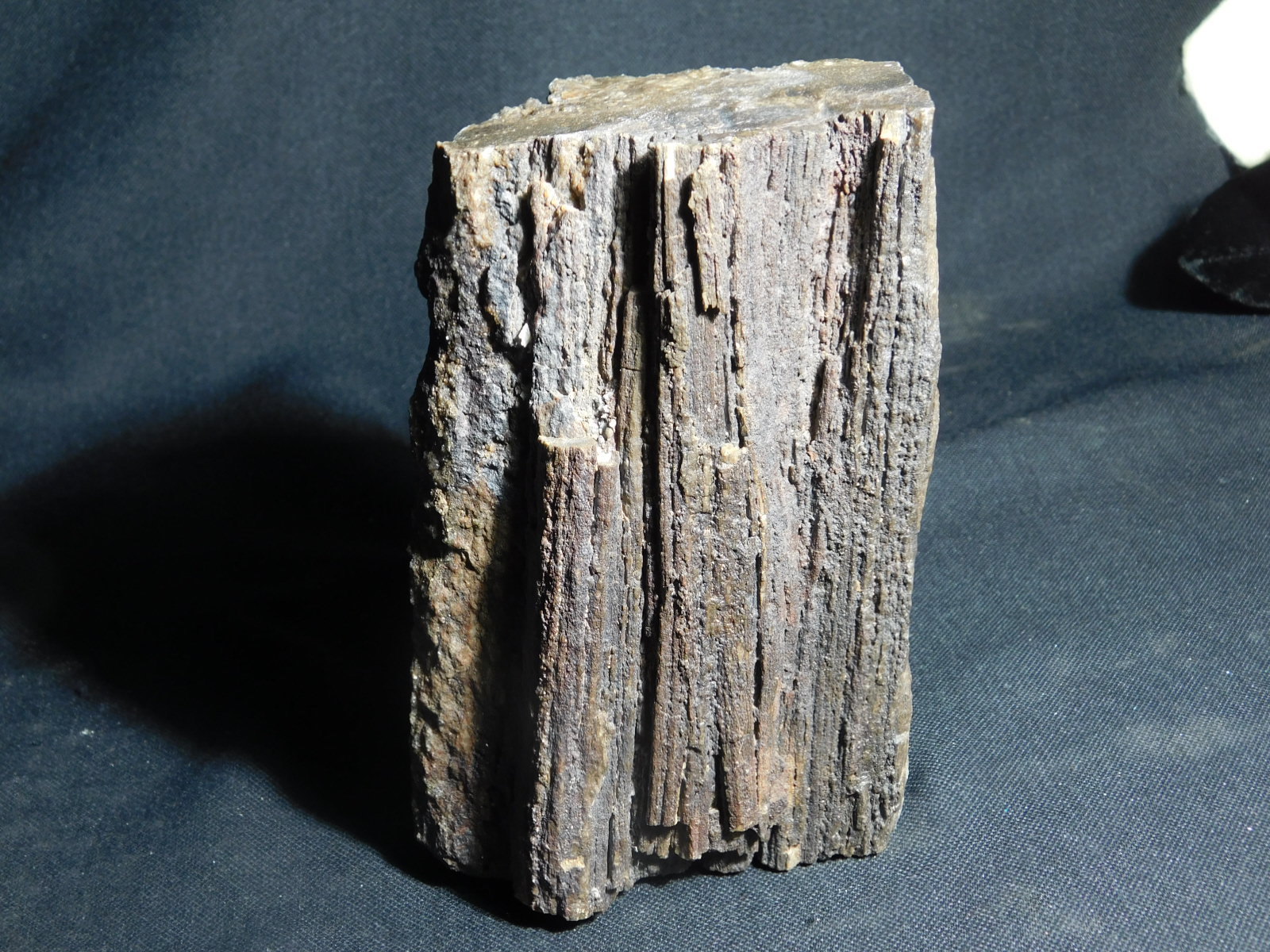 A BIG! Petrified Wood Fossil With Smoky Quartz CRYSTALS! From Utah! 1988gr e