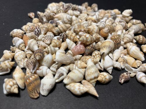 Beautiful Tiny Shell Mix Mini Seashells Crafts Shells Beach Decor ver. 2