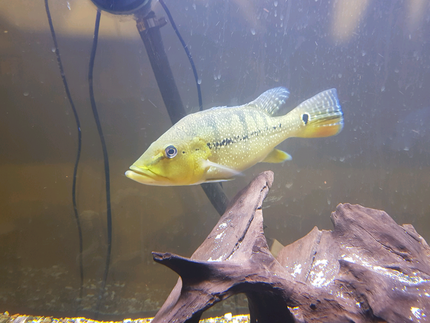 Fish Gumtree Australia Free Local Classifieds