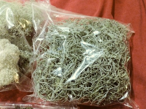 1 Ounce each Usnea Deer lichen Spanish Moss Carpet Moss Bark moss crafts terrari