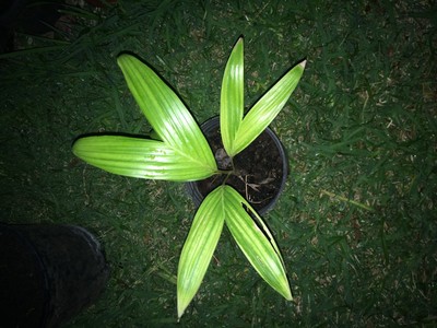 Areca macrocaly...
